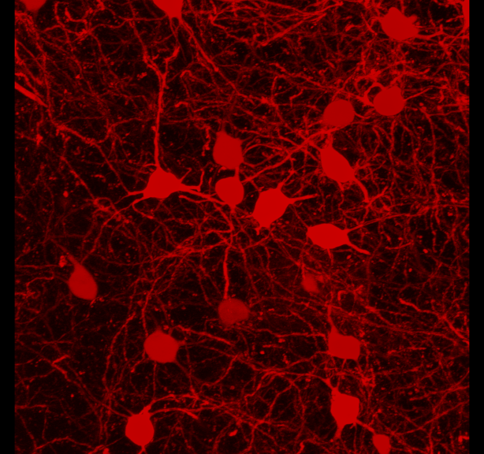 AI Agents: 2026年人工智能代理革命：企业获客方式正在被彻底重塑